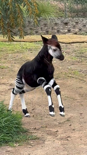 Vroom vroom 🏎️ The new okapi calf runs on 100% all-natural excitement. This striped booty cutie was walking 30 minutes after he was born and is brushing up his zoomie skills while mom keeps a watchful eye nearby. Little okapis take time to get coordinated which is why they kick up their heels and toss their heads as they explore their surroundings. #hoppyokapi #zoomies #babyokapi #sdzsafaripark | San Diego Zoo Safari Park