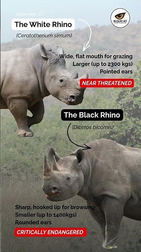 It's World Rhino Day!