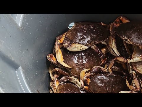 Epic Crabbing in Alaska! Dungie crabbing with Stu on F/V Matador