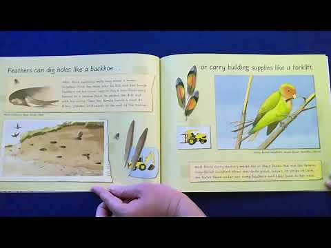 Feathers Not Just For Flying Storytime