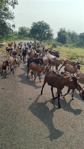 Goats Eat More Food in the Evening than in the Morning🐐🌿🥗 #gourigoatfactoryodisha #goat #farming