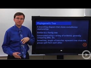 Phylogenetic Tree
