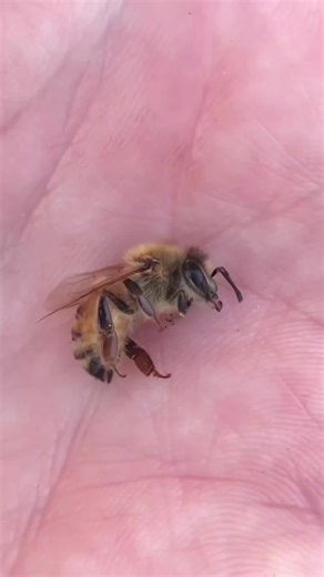 Efectos del frío en las abejas