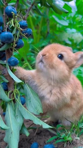Adorable Bunny ASMR – The Cutest Sounds Ever!#rabbit #soundanimals