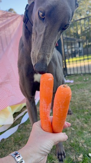 What’s for Dinner?🐕🥦 Feeding your greyhound doesn’t need to be complicated — here’s a few handy tips ✅ Stick to a consistent feeding schedule (usually recommend twice daily) ✅ Use a raised bowl to support digestion ✅ Choose high- quality kibble or vet-recommended food (such as Hill science Diet, Black Hawk or Royal Canin) 🚫 Avoid onions, garlic, cooked bones, chocolate, grapes & fatty scraps 🚫 Avoid Exercise 1 hr prior and after feeding 💧 Always provide fresh water Greyhounds have sensitive