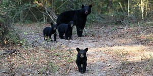 DNR asks people to report black bear den locations