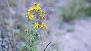 Hypericum perforatum, known as perforate St John's-wort, common Saint John's wort, is a flowering plant in the family Hypericaceae. St. John's wort has been used in alternative medicine. Stock Video