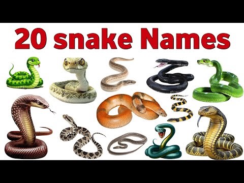“🐍 20 Snake Names for Kids | English Snake Names | Fun Learning for Preschool & Kindergarten”