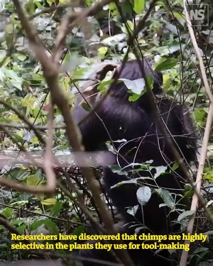 Wild chimpanzees carefully choose termite fishing tools for their flexibility, new research suggests. This reveals their technical skills and sparks questions about how they learn and share this knowledge. | New Scientist