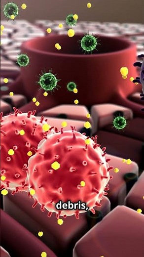 What are Liver Kupffer Cells? #science