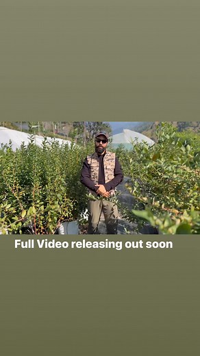 Just a trailer video posting now. New Video regarding blueberry Farming is coming out soon . Don’t skip it . @highlight Fungani Berry Farm and Nursery | Vishal Kumar Thakur