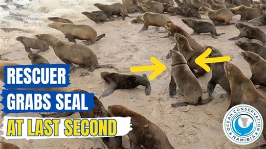 On the beaches at Cape Cross, ten thousands of seals find a safe space to rest. But some of them are entangled in ocean debris, especially recreational fishing line. They might not be aware of the danger they are on, but others are already in severe pain from deep cuts, or they struggle to breathe or move around freely. For the OCN rescue team, each entangled animal deserves their full effort, as it might be the only chance to save that animal. Once they vanish into the ocean, they may never ret