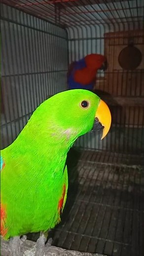 Beautiful Eclectus Parrot Pair 💚❤️ Male Green & Female Red | Cute Colorful Birds