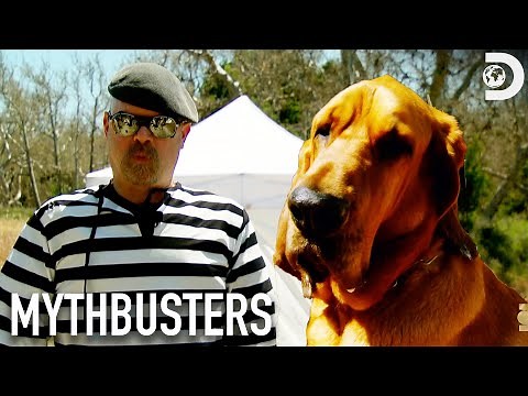 Bloodhound vs Jamie's Evasion Tactics | Mythbusters | Discovery