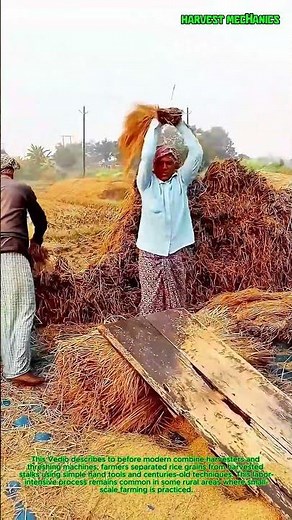 Traditional Rice Threshing , How Farmers Do It By Hand : The Ancient Art of Harvesting Grain