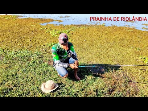 PESCARIA RAIZ DE TILÁPIA E TRAÍRA !! RIO GRANDE RIOLÂNDIA SP..