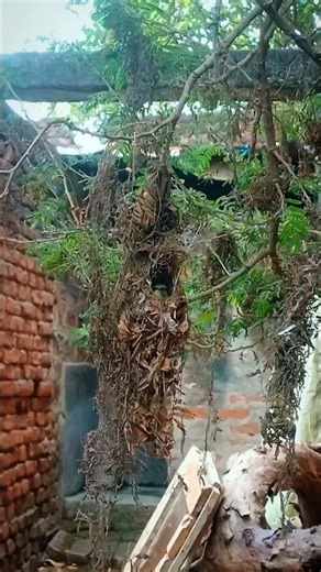#birds #chirping baby birds chirping ..