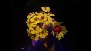 Raspberry Pi NoIR camera module – Suitable for UV photography? #piday #raspberrypi @Raspberry_Pi