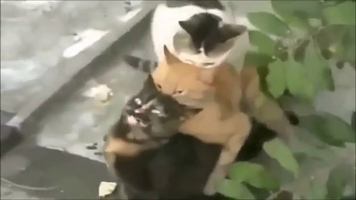 Dogs Mating with Cats - Dog Cat Mating 2015