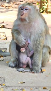 Special and Lovely Hybrid baby Monkey Briar | Lovely Monkey