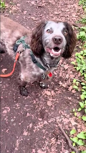 The First 5 Minutes of a Dog Walk Explained