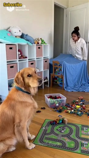 Playroom Disaster: Cat Destroys EVERYTHING and Frames the Dog! 🧸😈#CatGuilty #DogFramed #PlayroomMess
