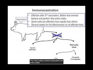 Alternatives to piglet castration. Overviews of issues and solutions.