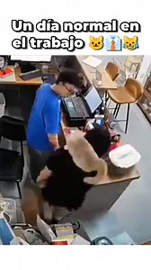 3.2K views · 180K reactions | Cargar al Michi es parte del trabajo  #reels #meme #humor #memes #gato #cat #michi #gatos #cats #michis #catlover #catsvideo #reelsvideo #reelsinstagram #reelsfacebook #random #gatoslindos #gatosdivertidos | Pato Chamoy | Facebook