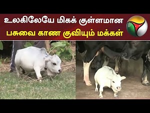 உலகிலேயே மிகக் குள்ளமான பசுவை காண குவியும் மக்கள்