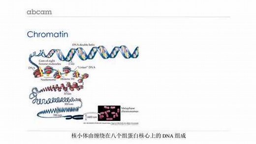 第一课：ChIP基础知识 1.3 什么时候用ChIP
