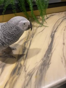 He’s getting angry now 😂😂😂😂 he can’t wait 😂😂😂FOOD IS HIS LIFE 😂😂😂 | Kelo the African Grey