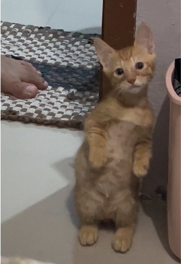 Funny Cat Videos Compilation: Cute & Hilarious Cat Moments