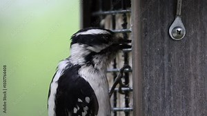 Close-Up of Female Downy Woodpecker Feeding on Suet Block