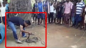 Odisha: 16-ft-long python captured by villagers | The Times of India
