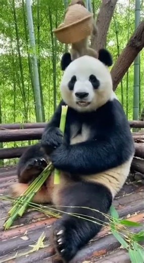 🐼🍃 Chill Panda Gets Ambushed by Prankster Monkey! #animals #wildlife #reaction #funny