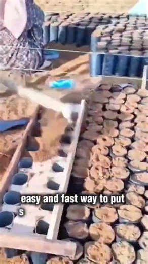 easy and fast way to put soil into plastic seedlings #shorts