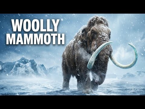 Woolly Mammoth: The Ice Age Giant That Once Ruled the Earth