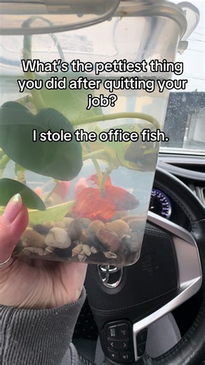 Dont worry his 10 gallon heated tank awaits him at home. #bettafish #quitmyjob #office #fish