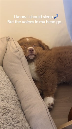 Toller Puppy Zoomies: The Adorable Struggle to Sleep