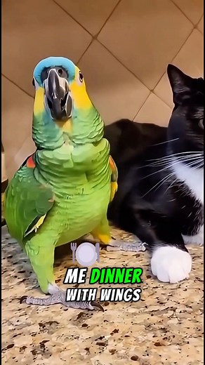 Talking parrot having a funny chat with a cat 🦜😂 #FunnyParrot #TalkingParrot #ViralShorts #ParrotComedy #LaughingParrot #PetHumor #ParrotFun #TrendingNow #ParrotLaughs #ViralReels | Parrot Talking