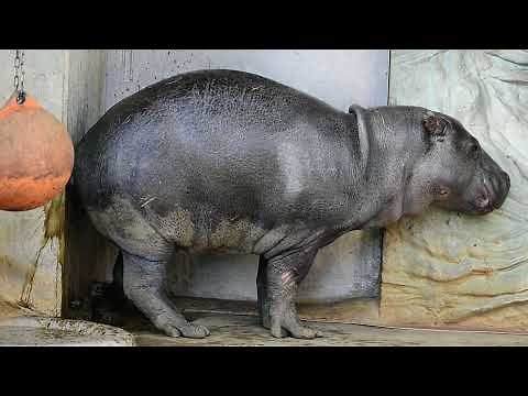 コビトカバのウンコ！ Pygmy hippo pooping