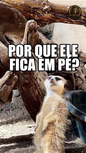 Por Que Todo Suricato Faz Isso? A Verdade é Impressionante 😲 #animais #curiosidades