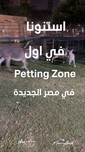 انتظرونا في اول Petting Zoo في مصر الجديدة Jungle Joy في حديقة الميريلاند 🪿🦆 تقدر تلعب و تستمتع مع الحيوانات الي بتحبها و تتصور معاهم و تقضي يومك في حديقة الميريلاند و تعيش احلي الاجواء الطبيعيه 🍃 انتظرونا قريبا✨ Stay tuned for the first Petting Zoo in Heliopolis Jungle Joy in Merryland Park🪿🦆 You can play and have fun with the animals you love, take pictures with them, spend your day in Merryland Park, and live the most beautiful natural atmosphere.🍃 Wait for us soon ✨ #ramadan2024 #merry