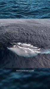 Incredible Lunge Feeding Fin Whale on the surface rolling around showing us its ventral pleats and fluke! It’s always an adventure on our Ultimate 8 Hour Whale Watch Trip! 🐳✨🐳✨🐳 Come create lifelong memories at Dana Wharf! 🎥: @gabeberghouse #lungefeedingfinwhale #finwhale #lungefeeding #fluke #whalewatching #danapoint #ecotourism #dolphinandwhalewatchingcapitaloftheworld | Dana Wharf Whale Watch
