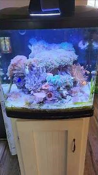 Biocube Budget Lighting 4 year update. WOW!