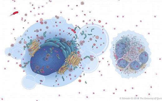 【搬运】Noncanonical inflammasomes signalling 非经典炎性小体信号通路 细胞焦亡 NLRP3