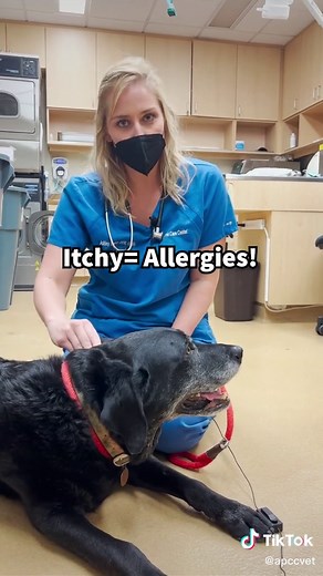 Understanding Why Dogs Lick Their Paws