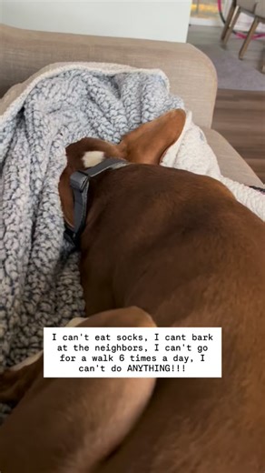 Life of a poor little piggy pie. 😂😂😂 | Chevy the boston