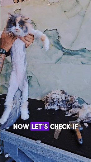 Shaving A Matted Cat!!!