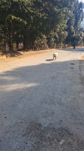 erum on Instagram: "Gappu🍺 . . . Himalayantails, rescued and loved, Labrador, adopt don't shop"
